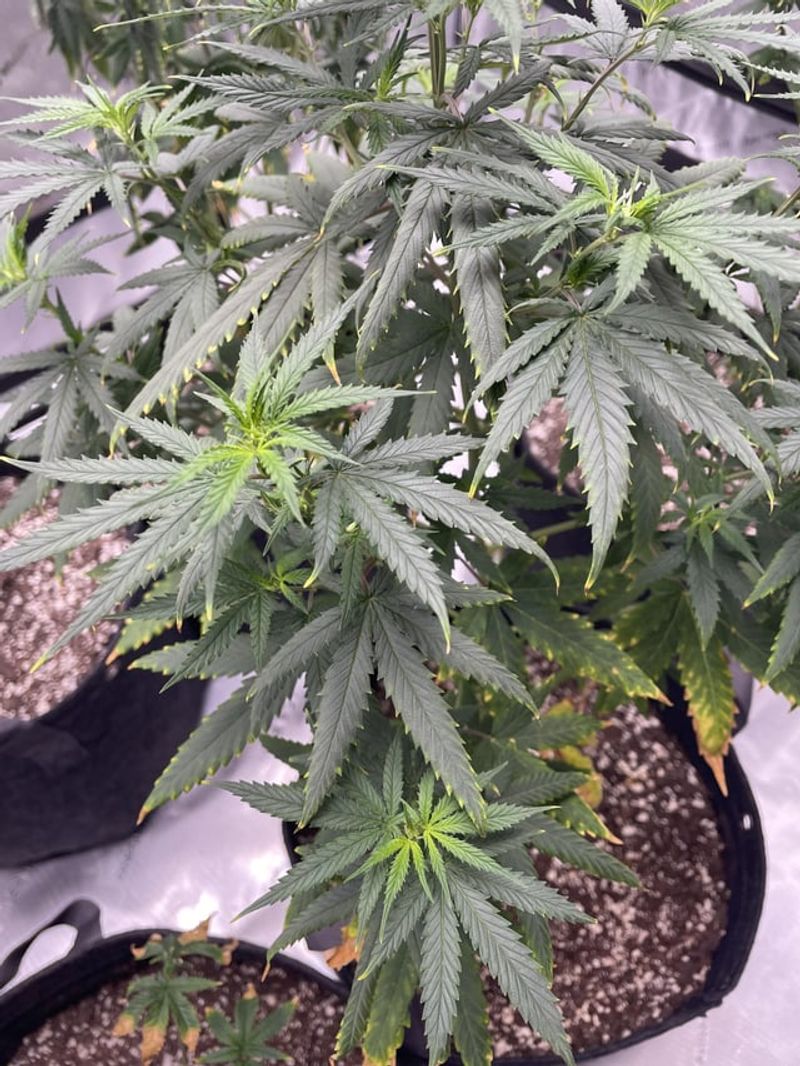 Cannabis: From Sacred Herb to Contraband and Back
