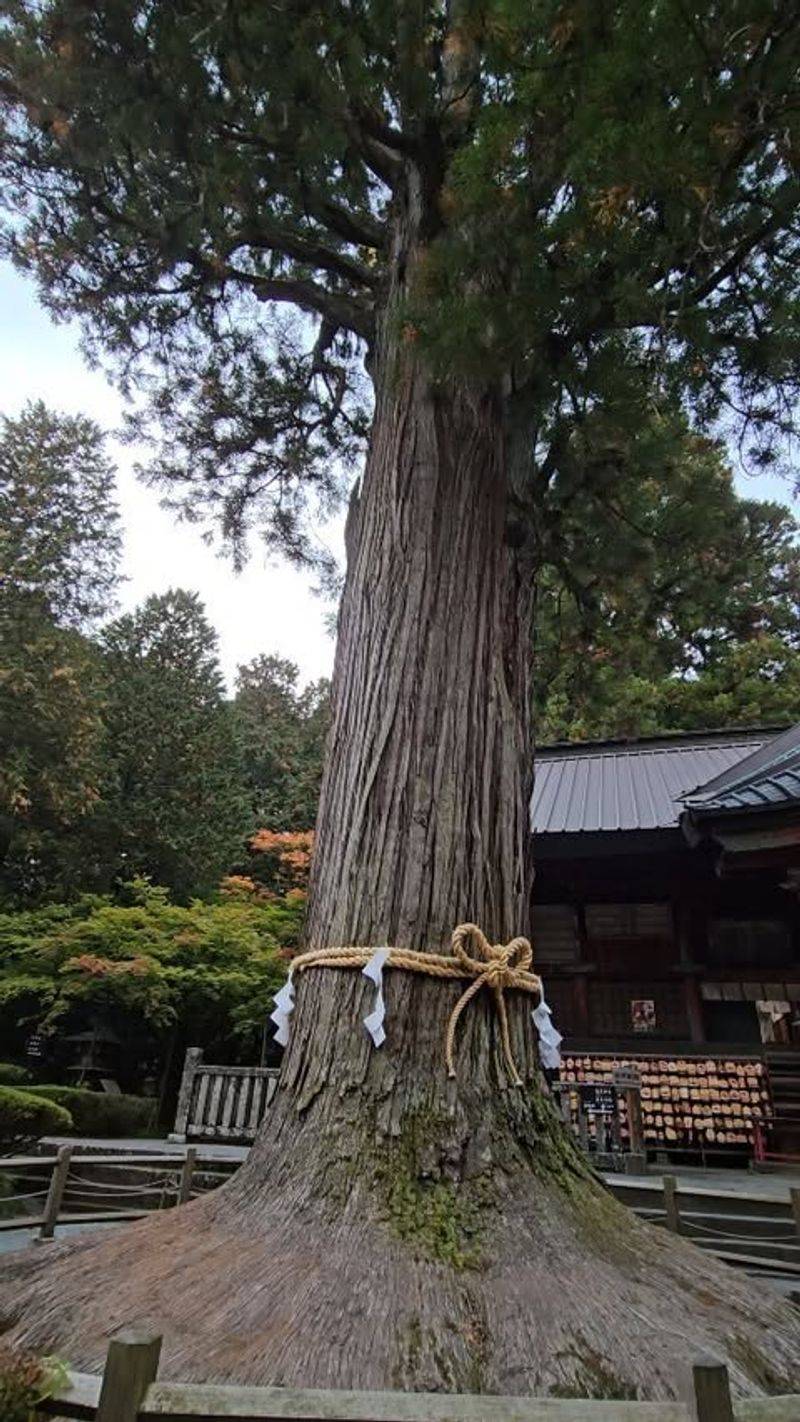 Cedar - The Forest Sanctuary Creator