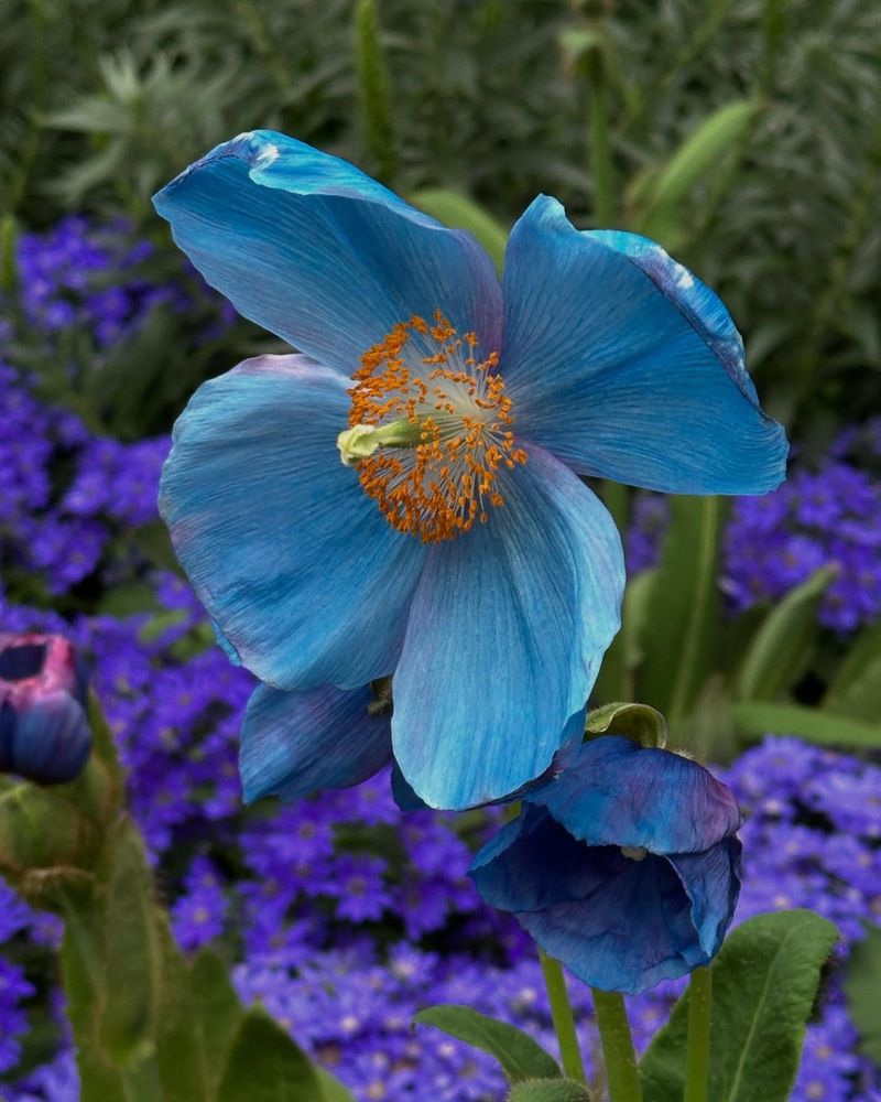Himalayan Blue Poppy (Meconopsis grandis)
