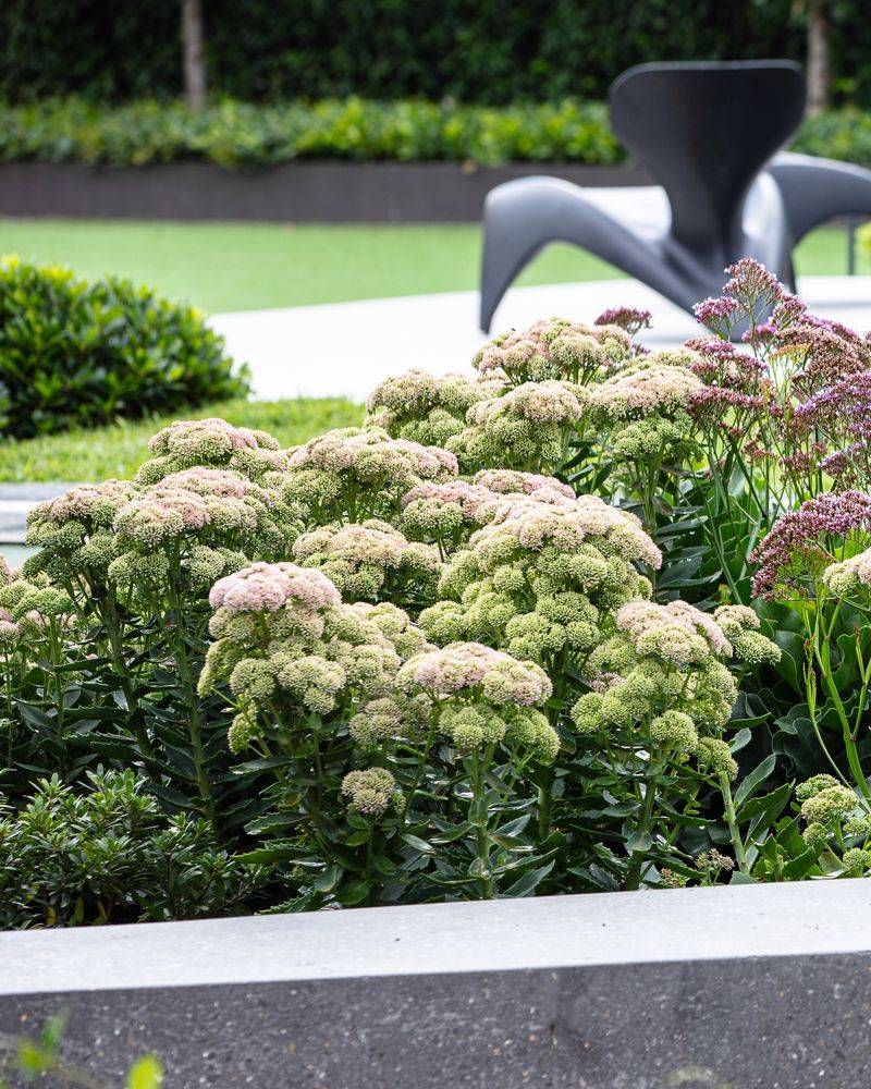 Sedum 'Autumn Joy': Fall's Faithful