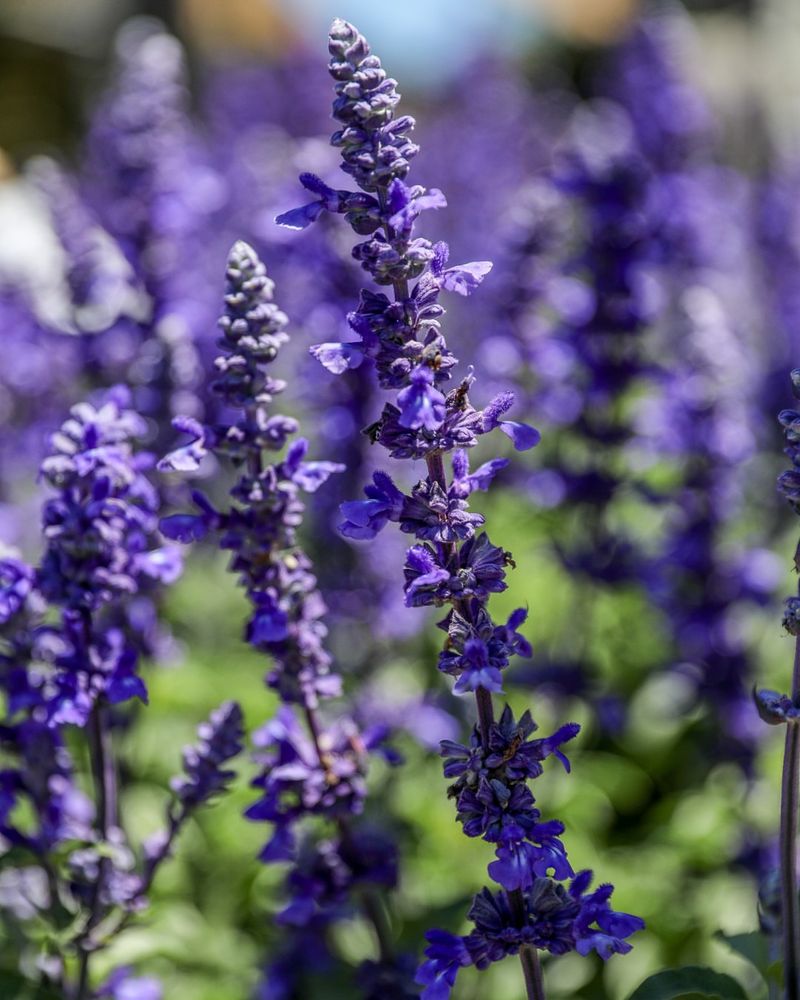 Salvia – The Hummingbird Magnet
