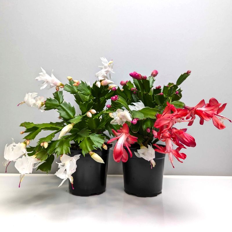 Christmas Cactus