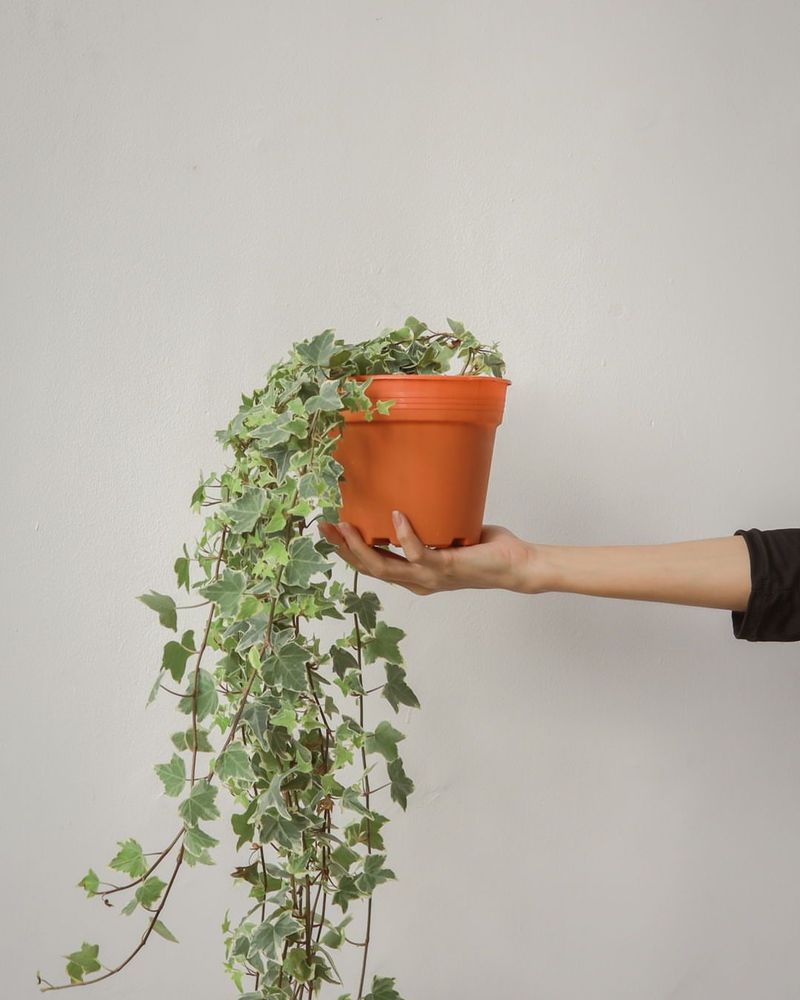 English Ivy