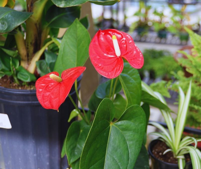 Anthurium