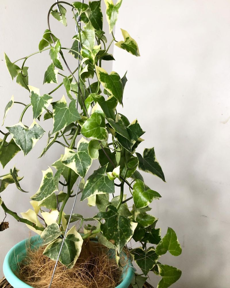 English Ivy (Hedera helix)