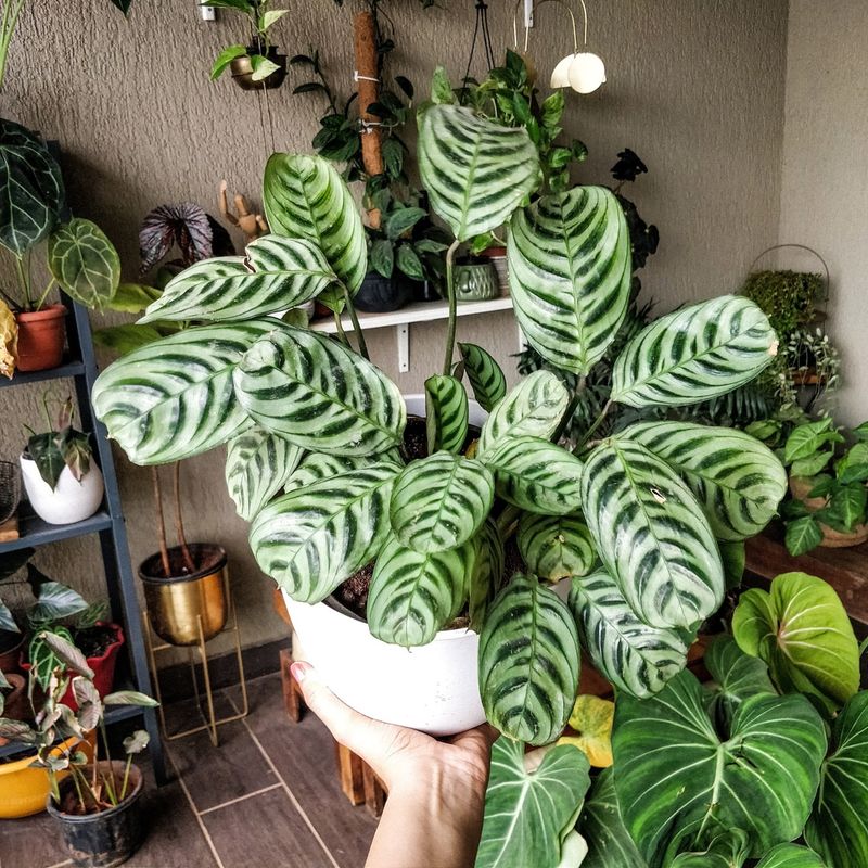 Calathea Complaints