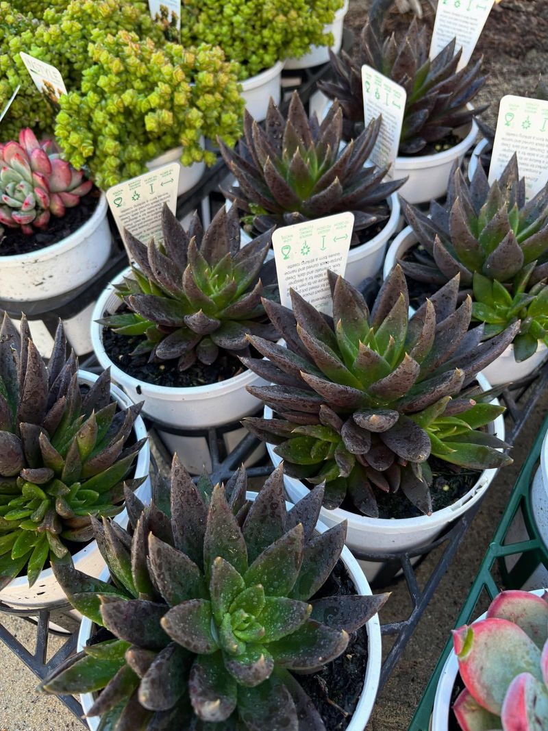 Echeveria 'Black Prince'