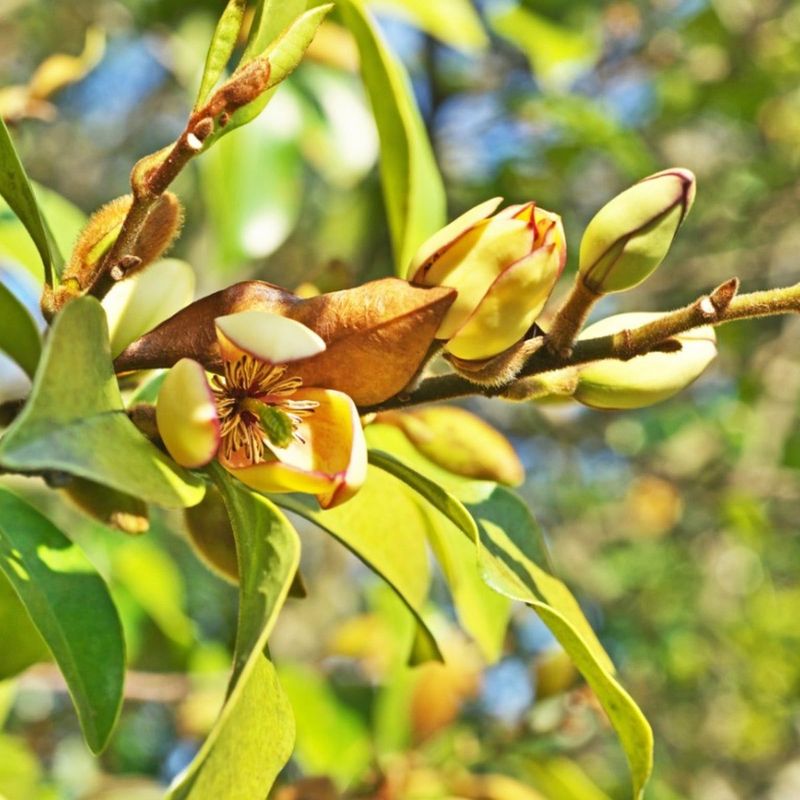 Banana Shrub - The Custard-Scented Mystery