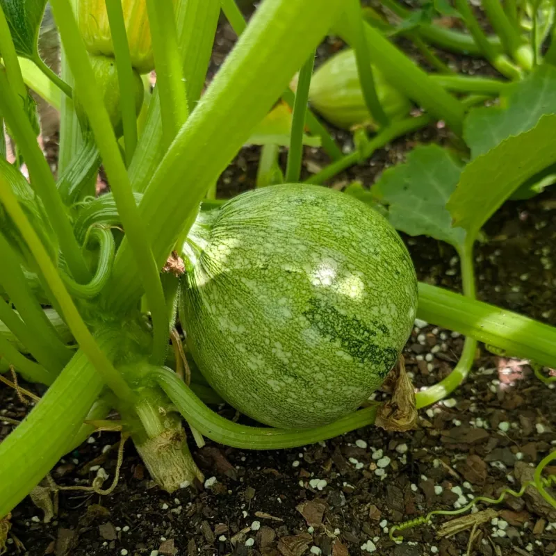 Eight Ball Zucchini