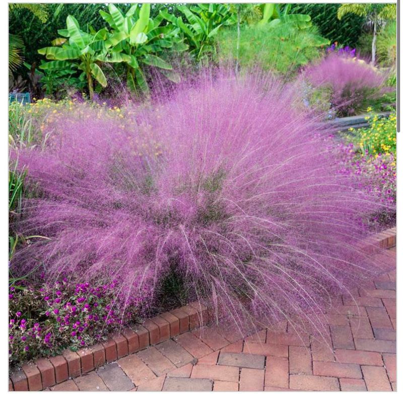Ornamental Grasses