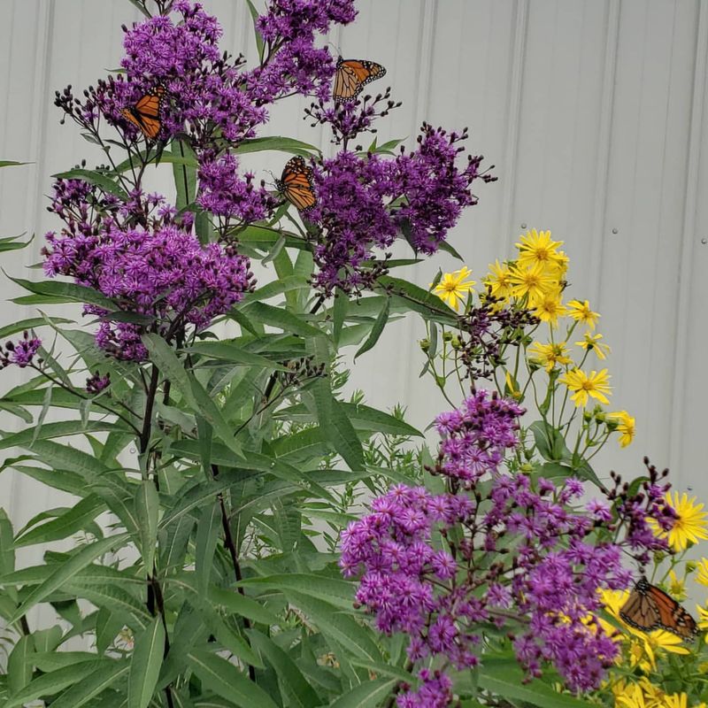 Ironweed