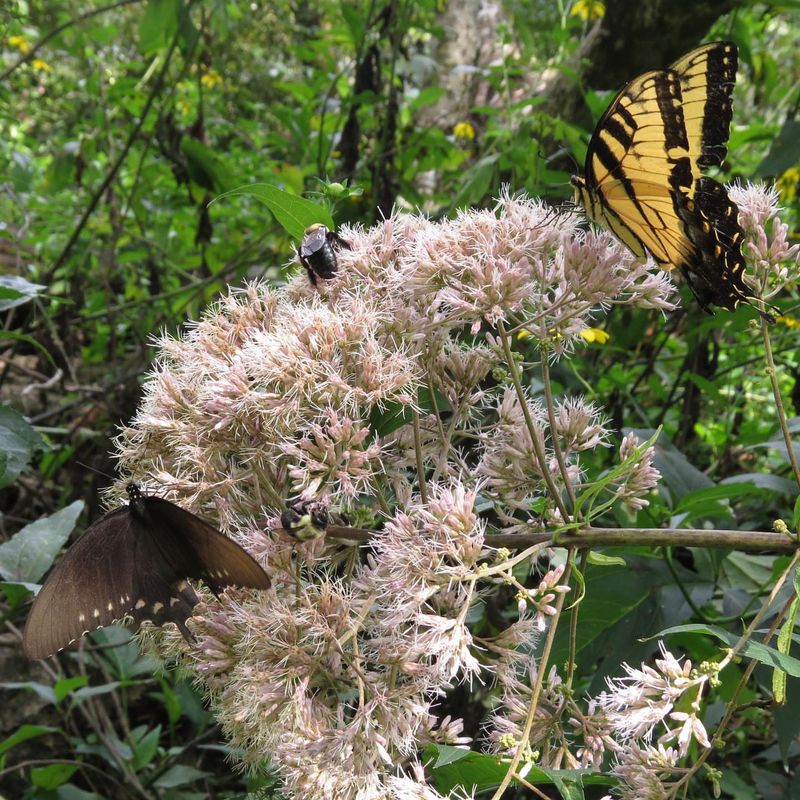 Joe-Pye Weed