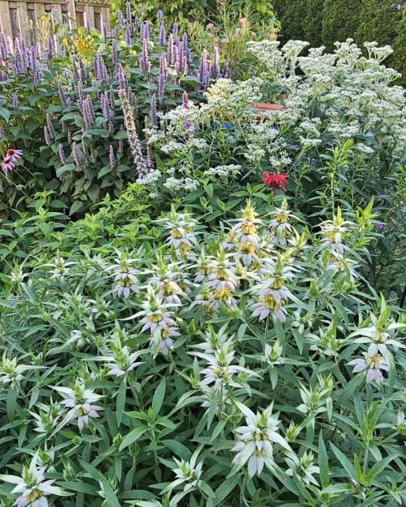 Anise Hyssop (Agastache)