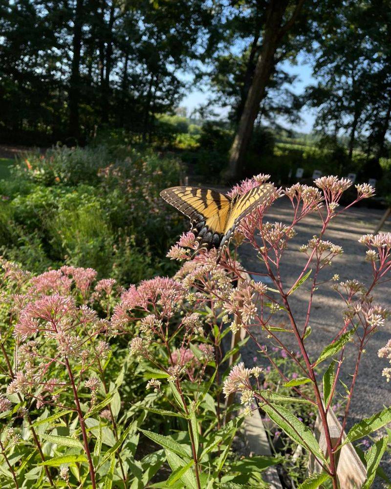 Joe-Pye Weed