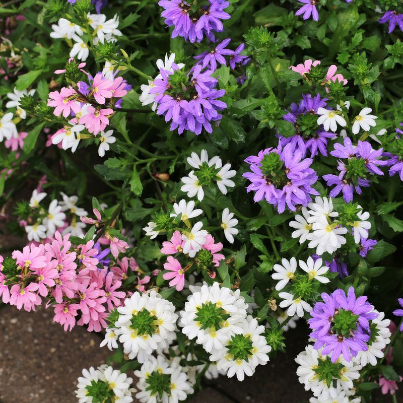 Scaevola