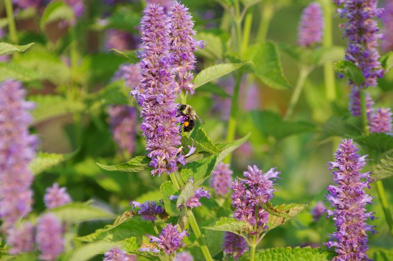 Anise Hyssop