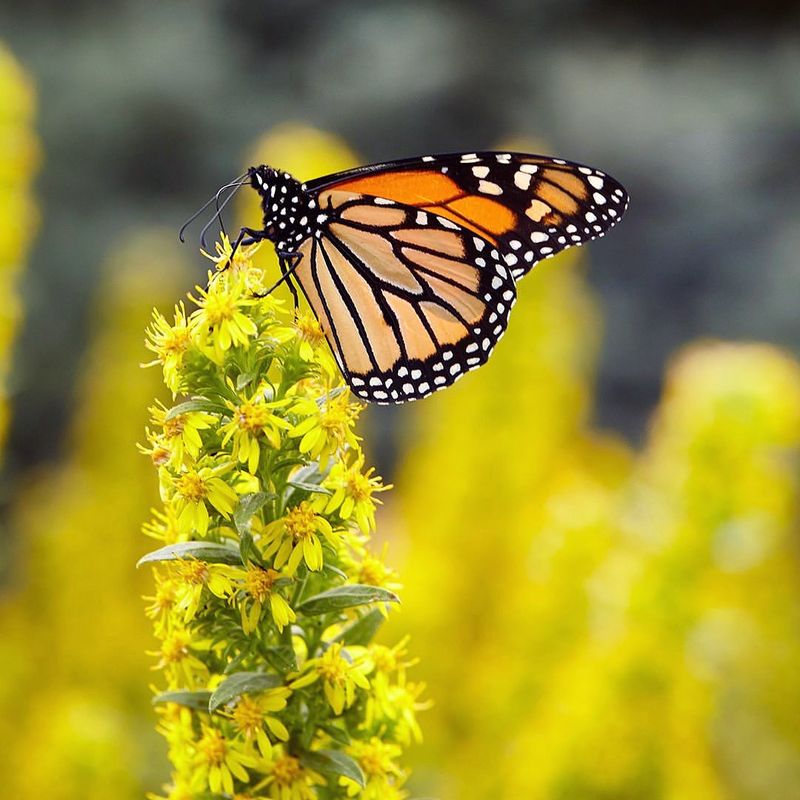 Goldenrod (Solidago)
