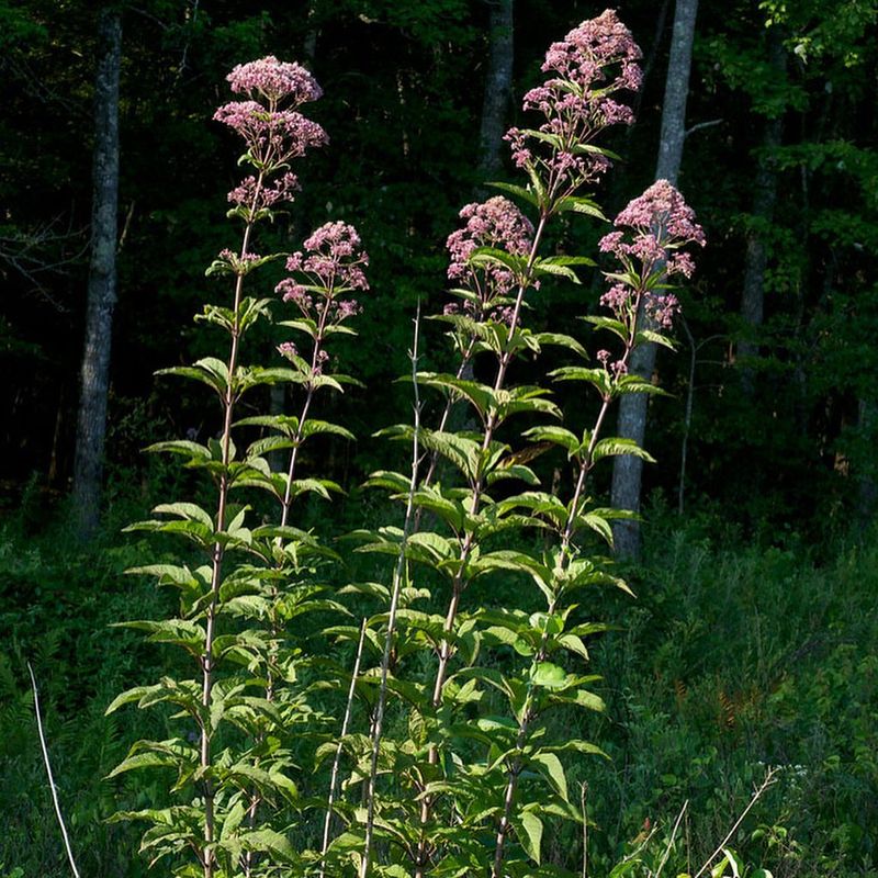 Joe-Pye Weed (Eutrochium)