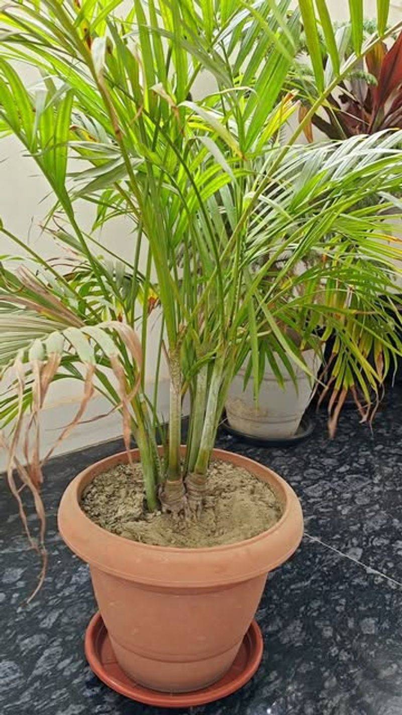 Areca Palm – Tropical Statement