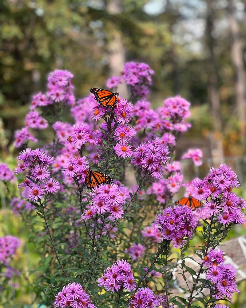 New England Aster (Symphyotrichum novae-angliae)