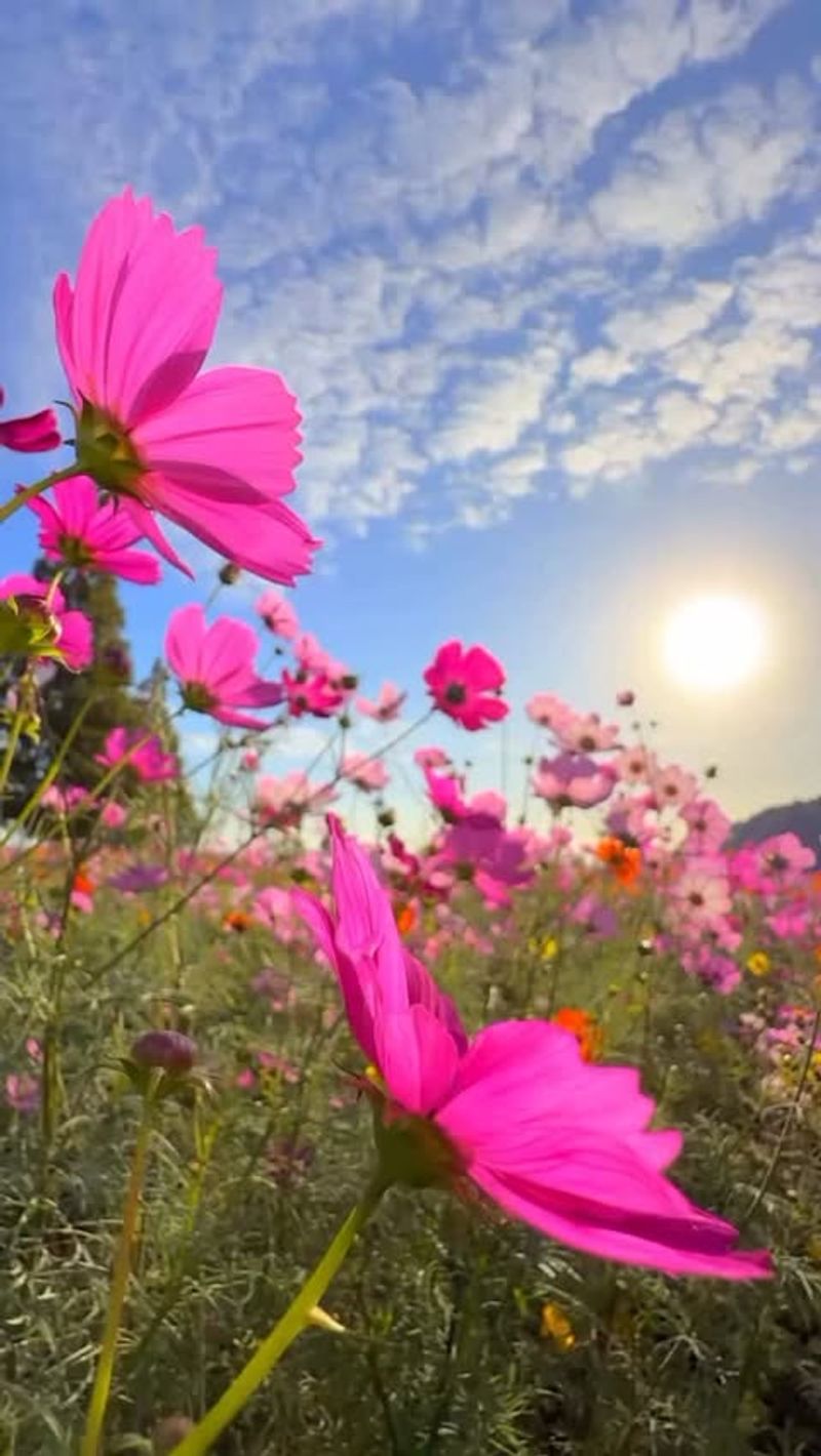 Cosmos