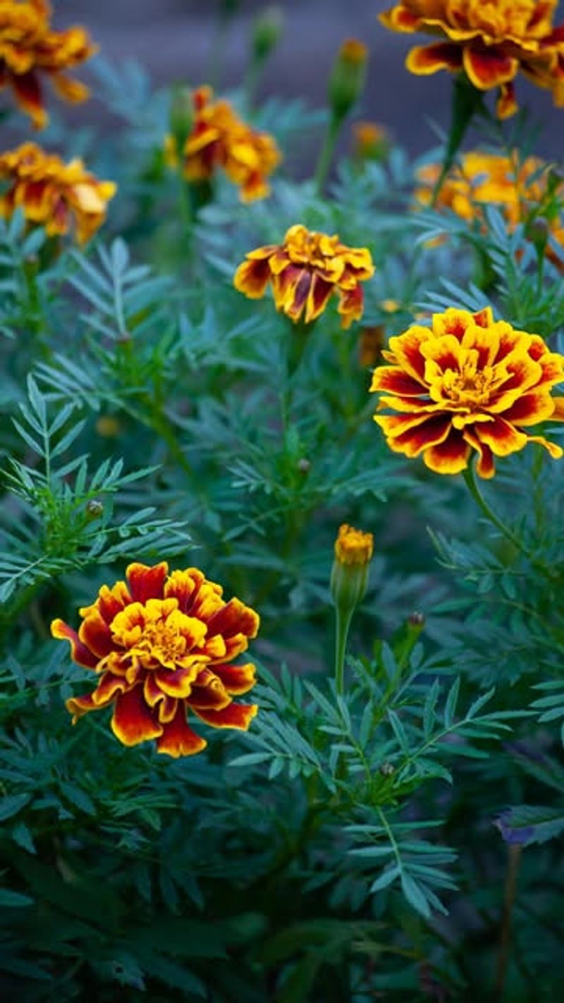Marigolds