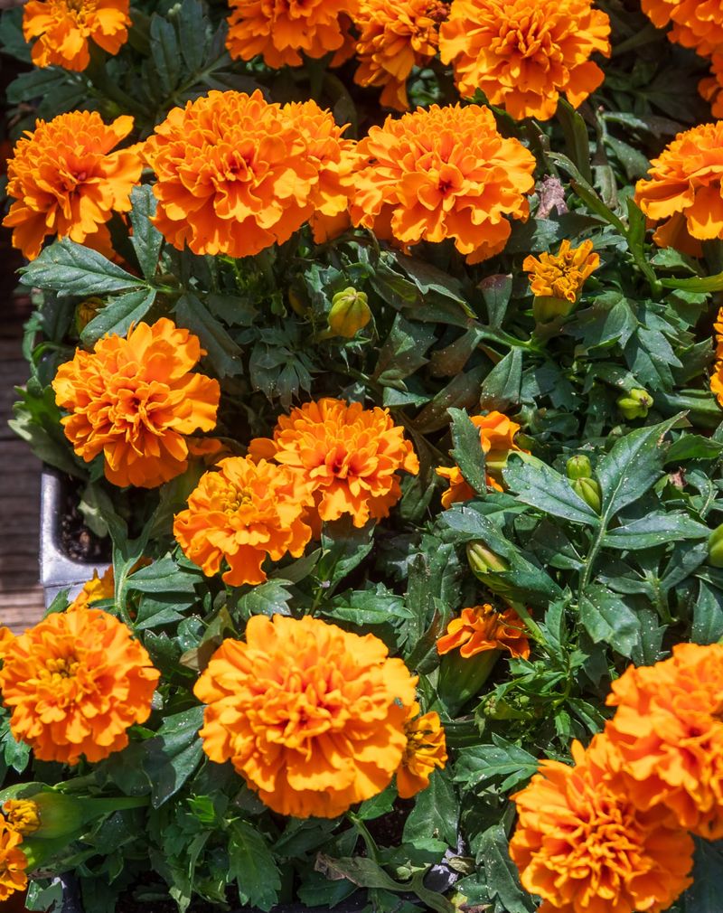 Marigolds