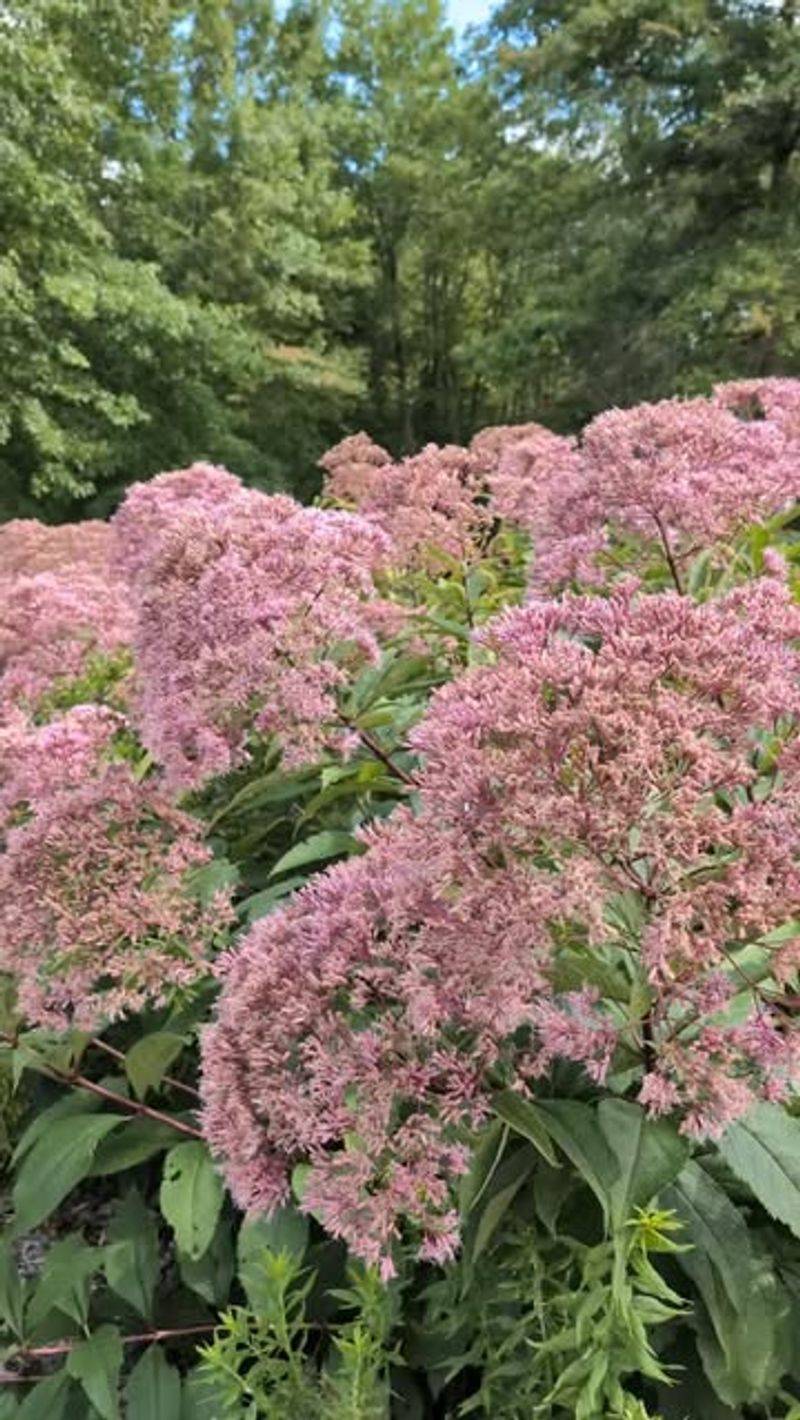 Joe-Pye Weed (Eutrochium)