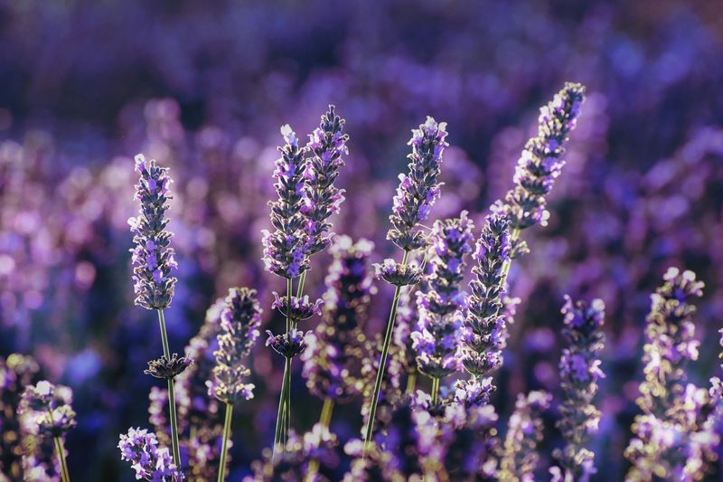 Lavender's Aromatic Charm