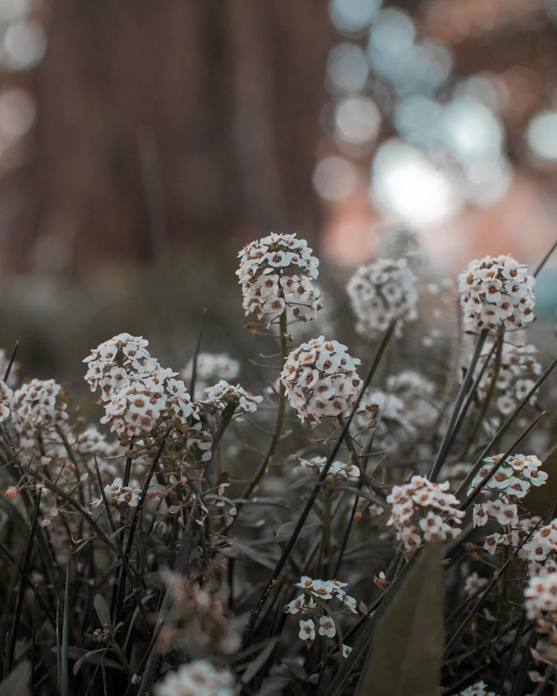 Sweet Alyssum: Ground-Level Guardian