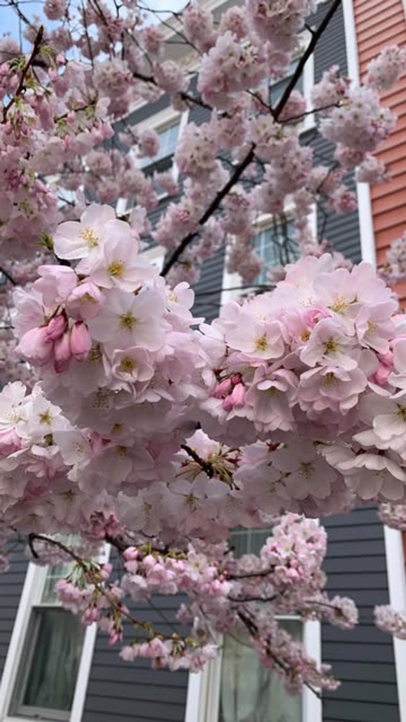 Cherry Blossoms: Fleeting Pink Clouds