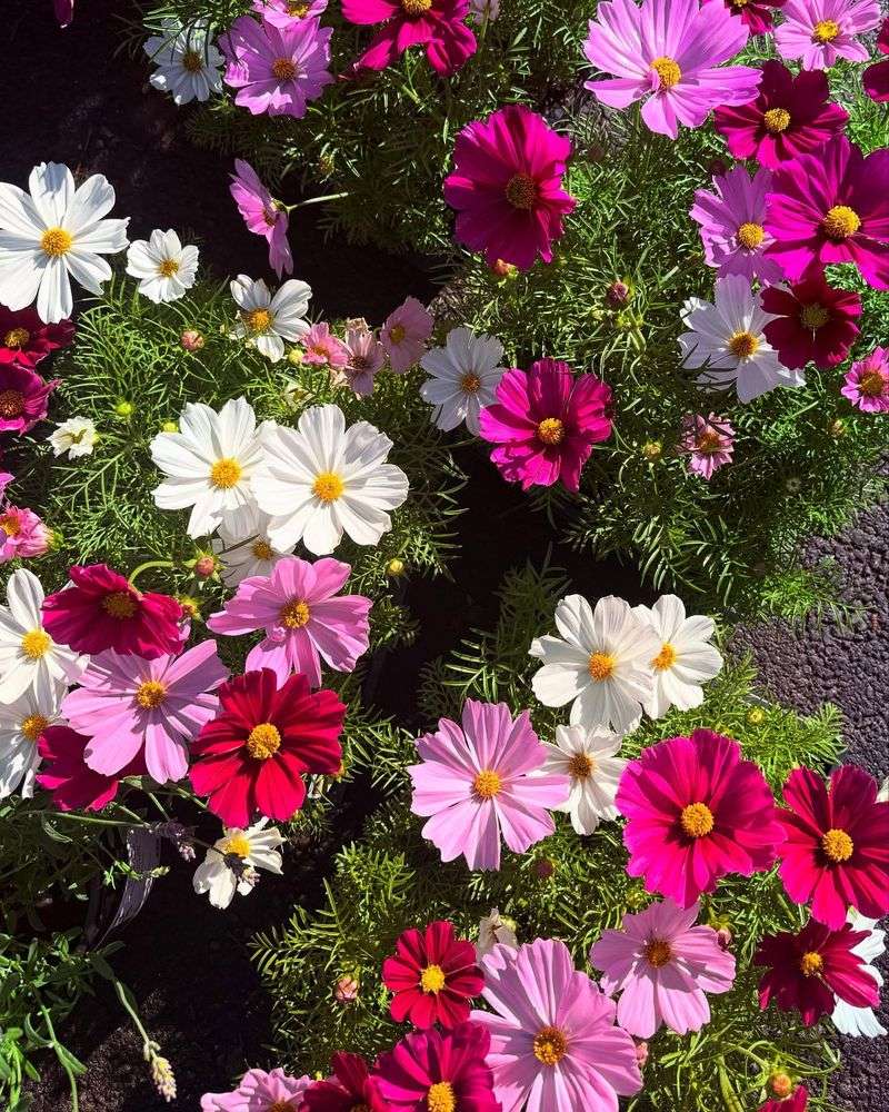 Cosmos: Airy Dancers That Self-Sow Freely