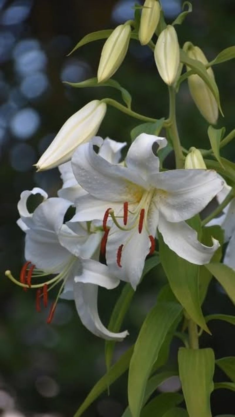 Lilies: The Elegant Towers