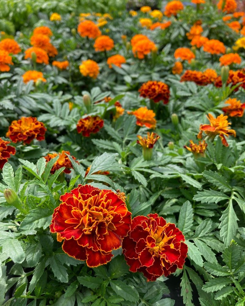 Marigolds Shine Through Fall