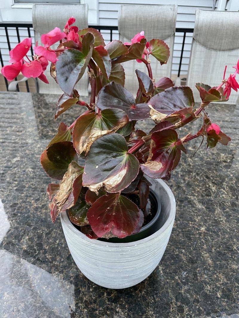 Begonias (Too Late)