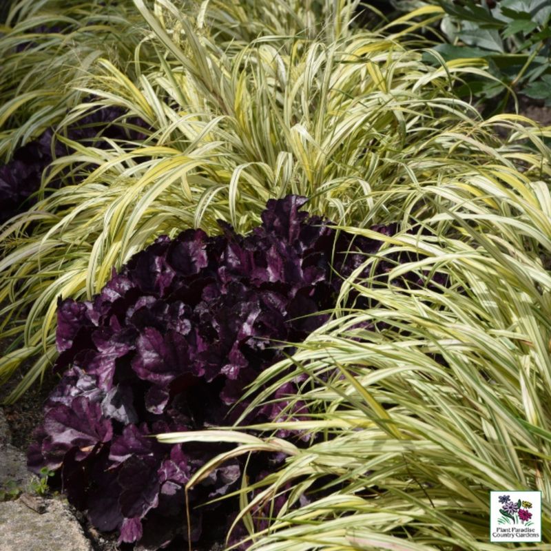 Coral Bells and Japanese Forest Grass
