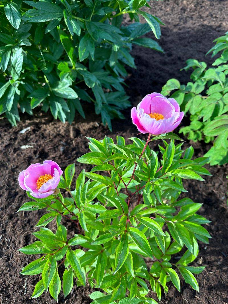 Peonies