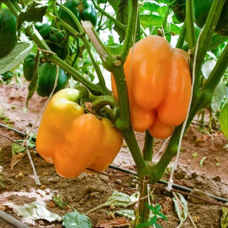 Bell Peppers