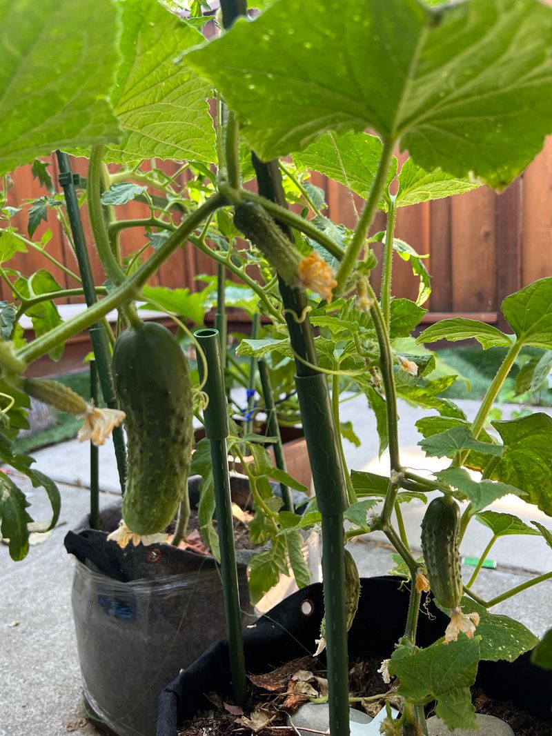 Cucumbers