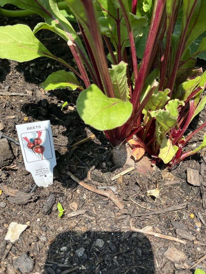 Beets