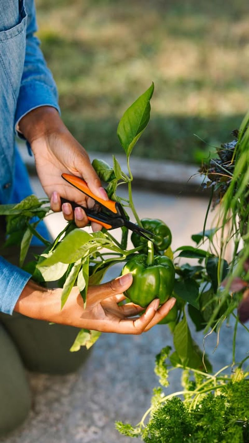 Bell Peppers