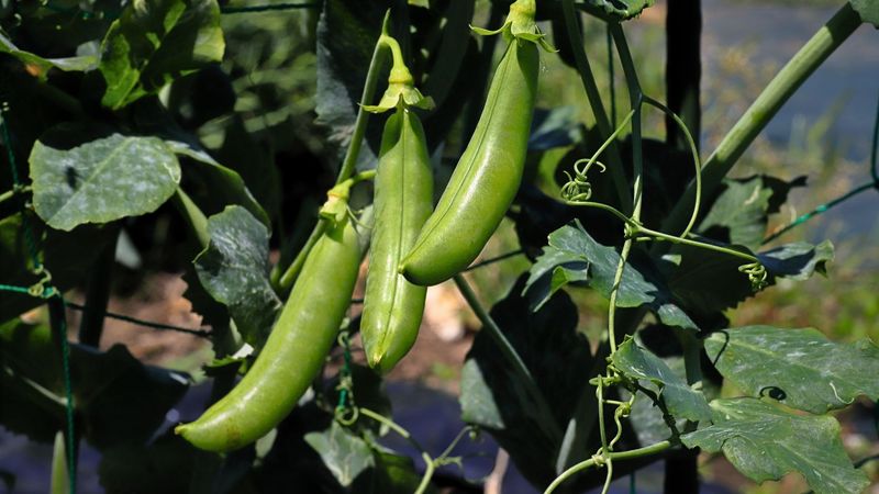 Snap Peas