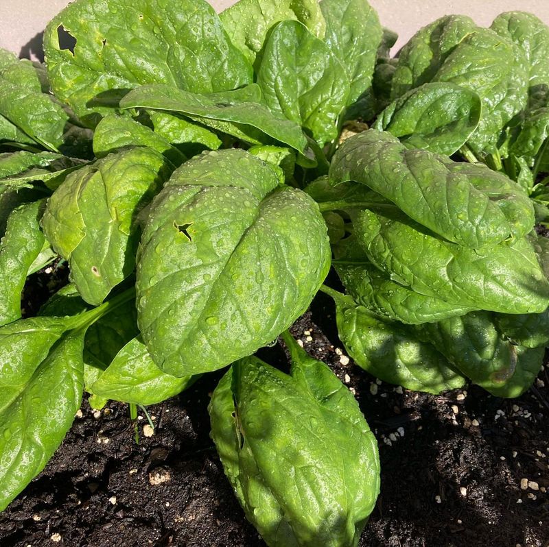 Spinach and Garlic Pest Protection