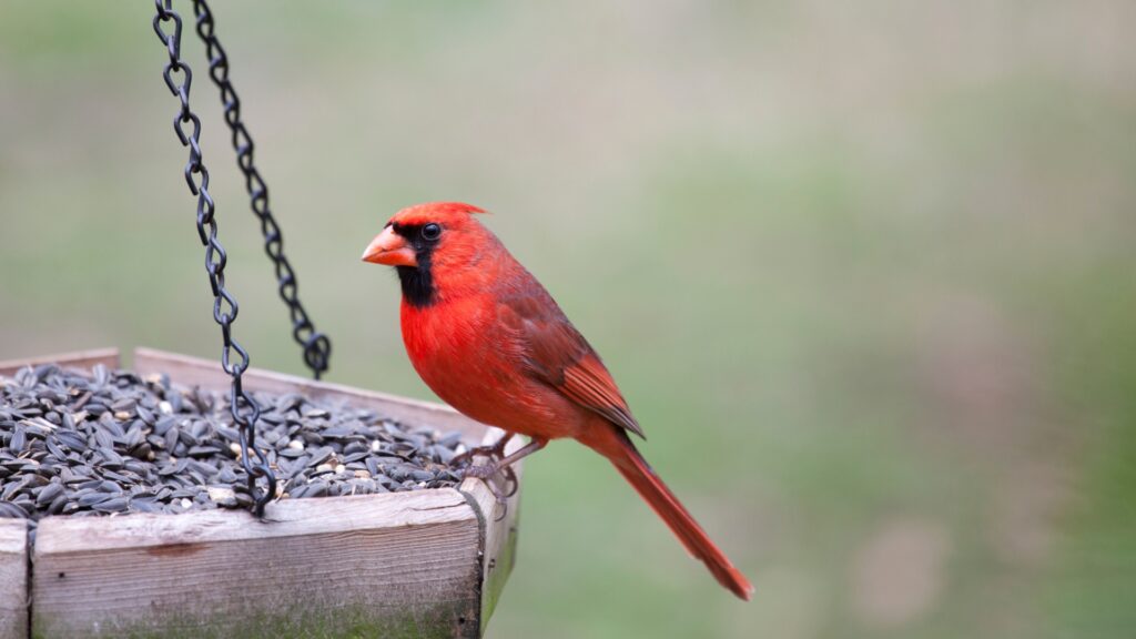 bird on a feeder