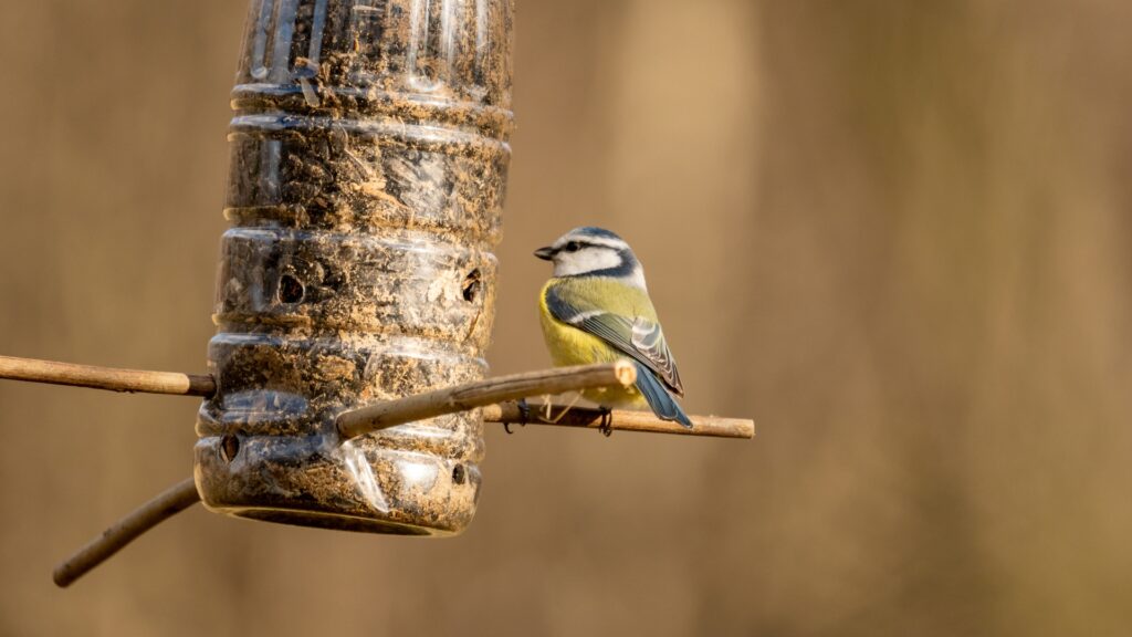 overfilled feeder