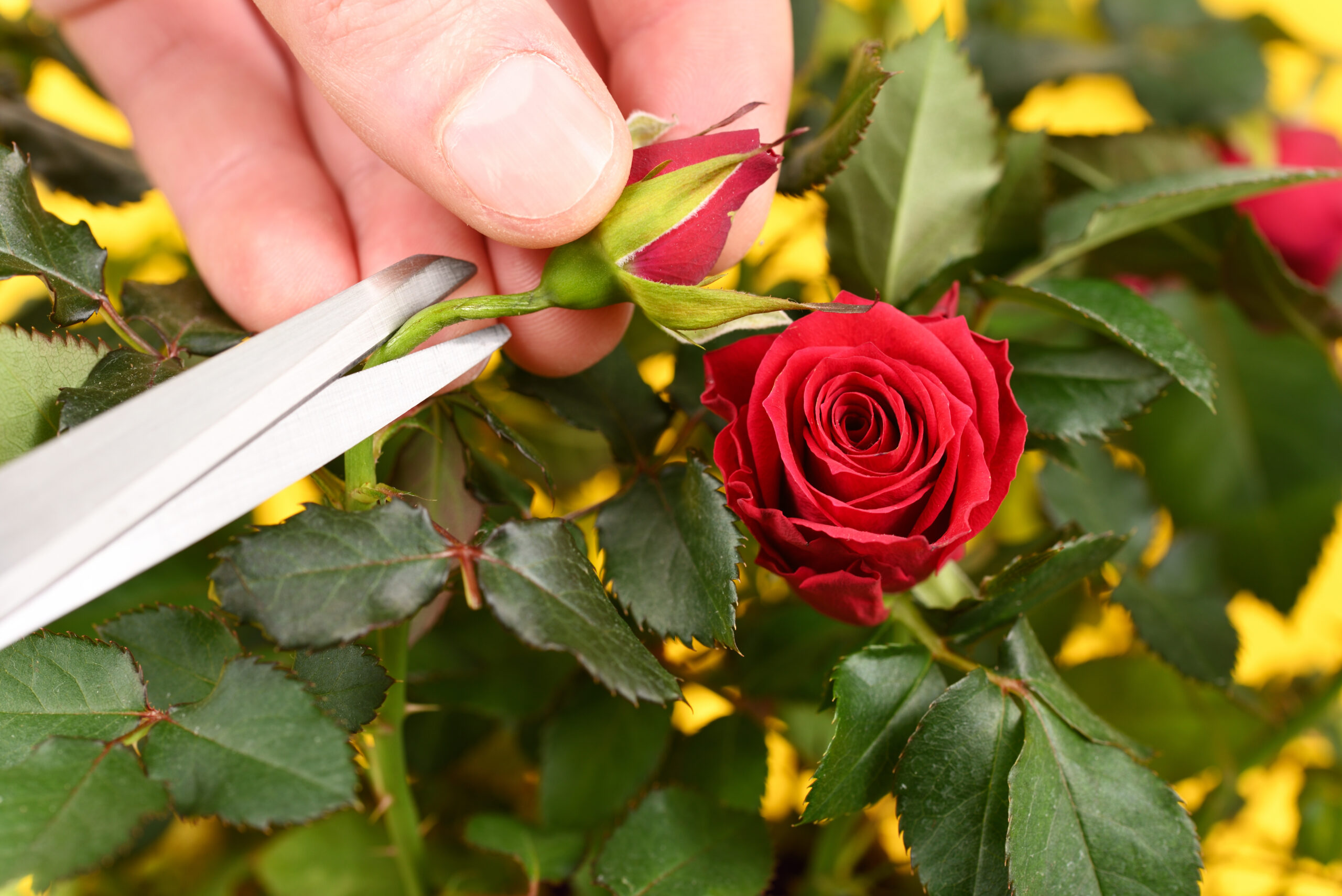 16 Plants You Should Be Pruning Now For Amazing Summer Blooms In Colorado (Plus 4 That Hate Being Cut)