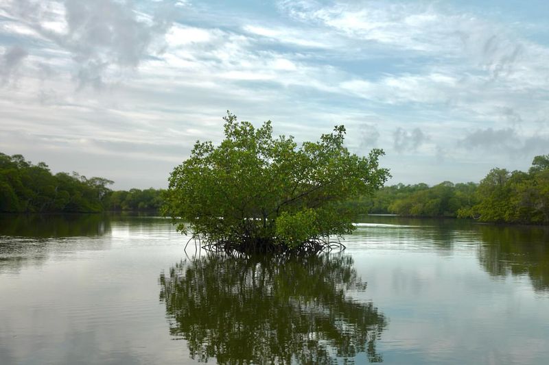 Chokoloskee: Mangrove Maze Masters
