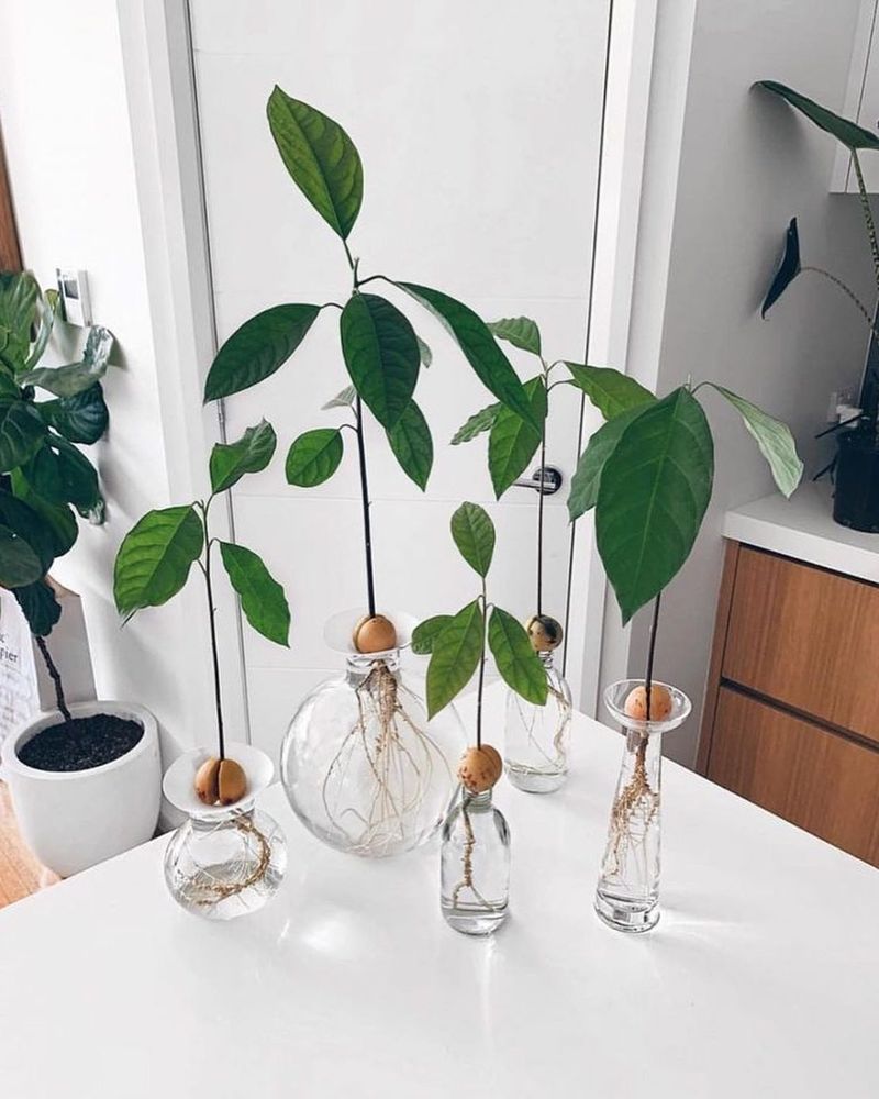 Avocado Trees From Pits
