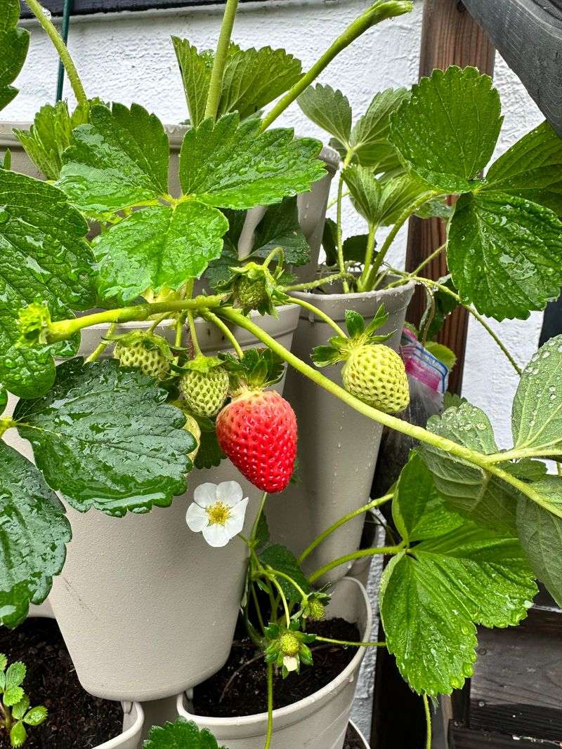 11. Vertical Strawberry Tower
