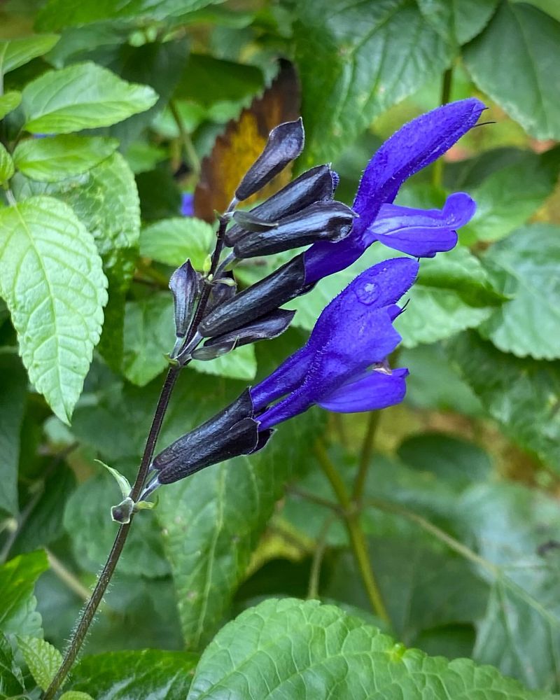 11. Salvia 'Black and Blue' (Salvia guaranitica)